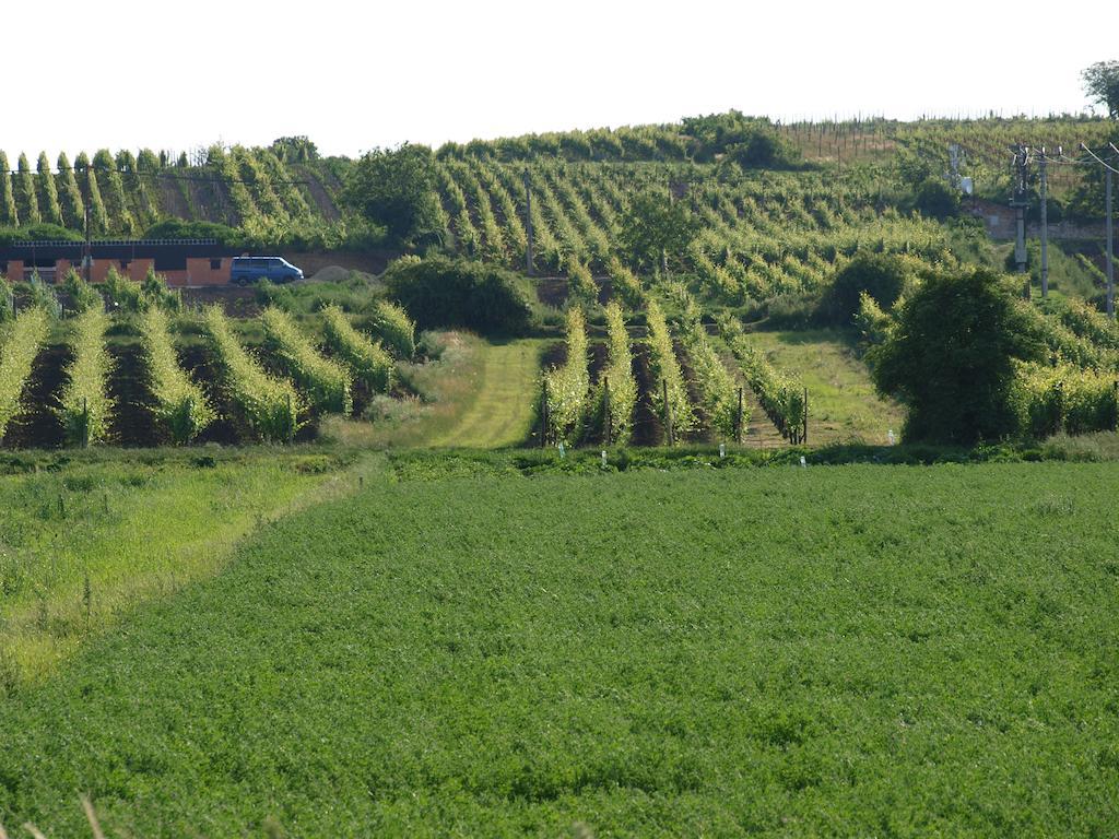 Penzion Kratochvil Dolní Dunajovice Dış mekan fotoğraf